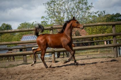 Elad� 12 h�napos arab teliv�r m�n 