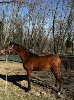 Elad� 12 h�napos arab teliv�r m�n 