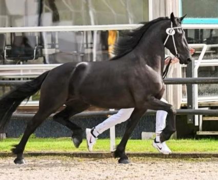 Fríz vemhes kanca eladó!