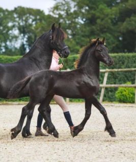 Elad� 6 �ves fr�z kanca 