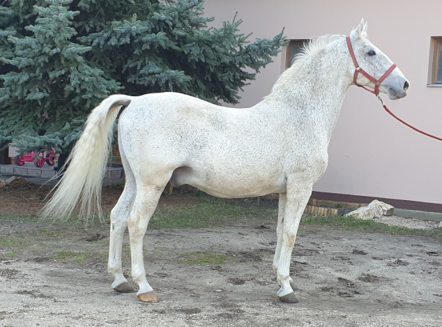 Elad� 23 �ves lipicai m�n 