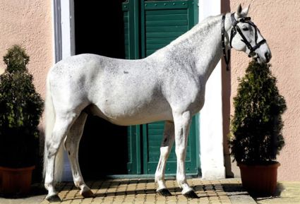 Elad� 23 �ves lipicai m�n 