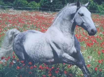 Elad� 23 �ves lipicai m�n 