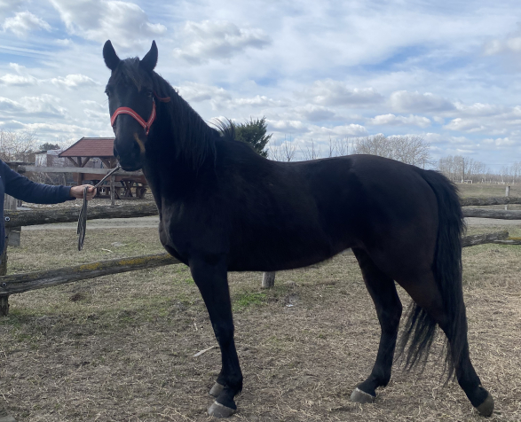 Elad� 10 �ves n�niusz her�lt 