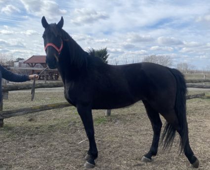 Nóniusz Tiszta vérű eladó