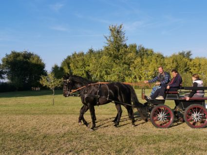 Elad� 10 �ves n�niusz her�lt 