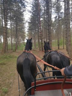 Elad� 10 �ves n�niusz her�lt 