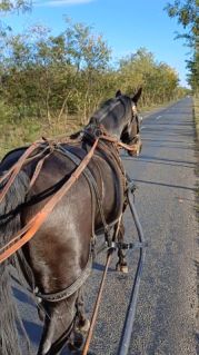 Elad� 10 �ves n�niusz her�lt 