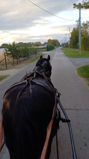 Elad� 10 �ves n�niusz her�lt 