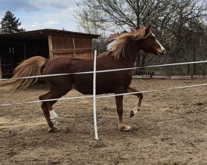 Elad� 4 �ves sportp�ni kanca 