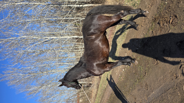 Elad� 4 �ves n�niusz her�lt 