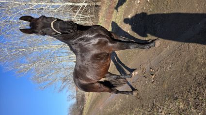 Elad� 4 �ves n�niusz her�lt 