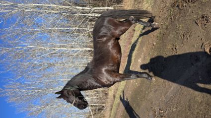 Elad� 4 �ves n�niusz her�lt 