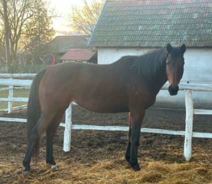 Elad� 15 �ves angol teliv�r kanca 