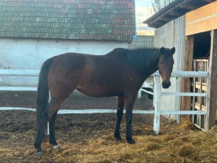 Elad� 15 �ves angol teliv�r kanca 