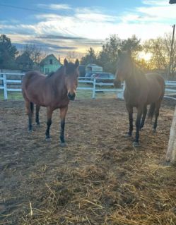 Elad� 15 �ves angol teliv�r kanca 