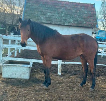 Elad� 7 �ves angol teliv�r kanca 