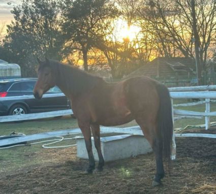 Elad� 7 �ves angol teliv�r kanca 