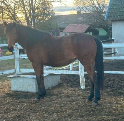 Elad� 7 �ves angol teliv�r kanca 