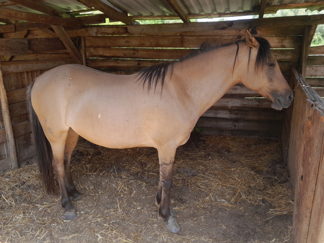 Elad� 9 �ves kunfak� kanca 