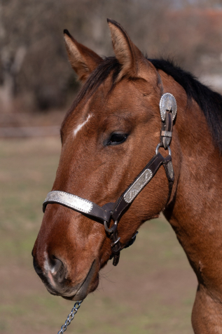 Elad� 3 �ves quarter horse her�lt 