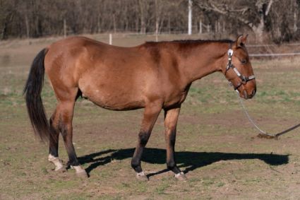 Elad� 3 �ves quarter horse her�lt 