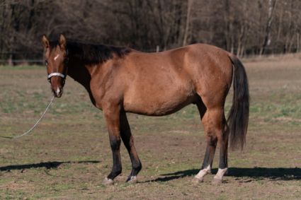 Elad� 3 �ves quarter horse her�lt 