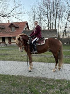 Elad� 6 �ves magyar f�lv�r her�lt 