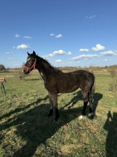 Elad� 10 h�napos magyar sportl� kanca 