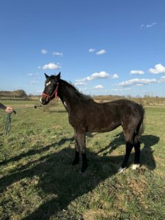 Elad� 10 h�napos magyar sportl� kanca 