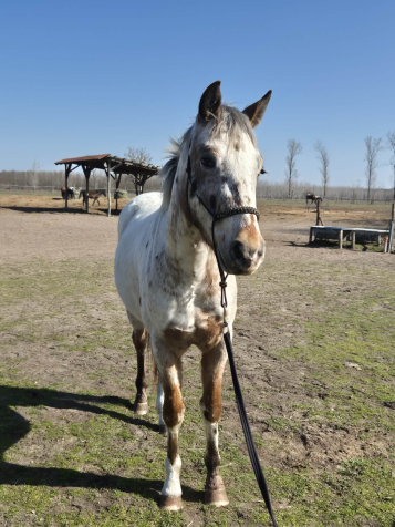 Elad� 3 �ves appaloosa her�lt 