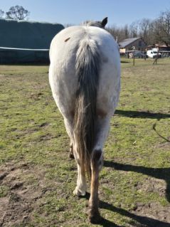 Elad� 3 �ves appaloosa her�lt 