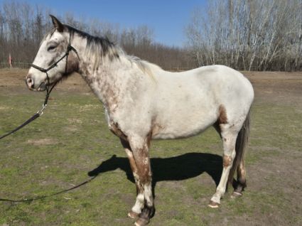 Elad� 3 �ves appaloosa her�lt 