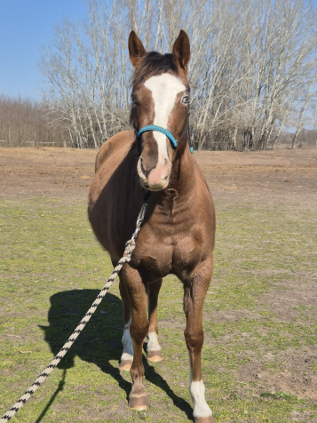 Elad� 4 �ves appaloosa kanca 