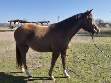Elad� 4 �ves appaloosa kanca 