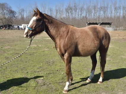 Elad� 4 �ves appaloosa kanca 