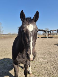Elad� 3 �ves appaloosa her�lt 