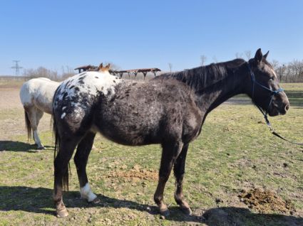 Elad� 3 �ves appaloosa her�lt 