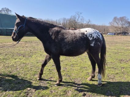 Elad� 3 �ves appaloosa her�lt 