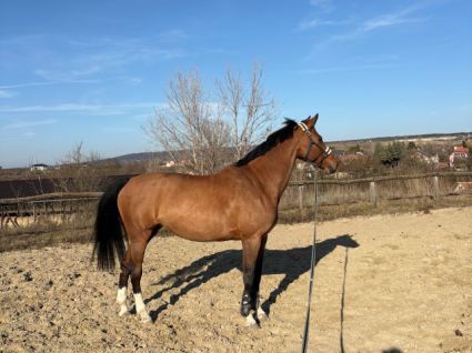 Elad� 11 �ves holsteini kanca 