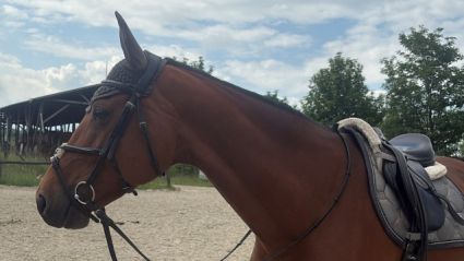 Elad� 11 �ves holsteini kanca 