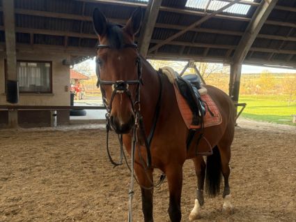 Elad� 11 �ves holsteini kanca 