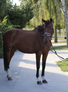 Elad� 11 �ves holsteini kanca 