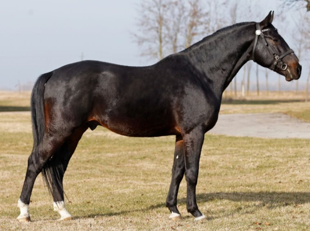 15 �ves n�niusz m�n 