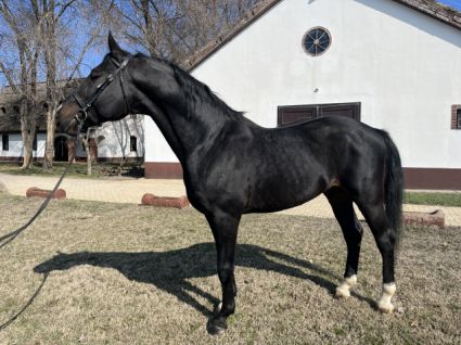 15 �ves n�niusz m�n 