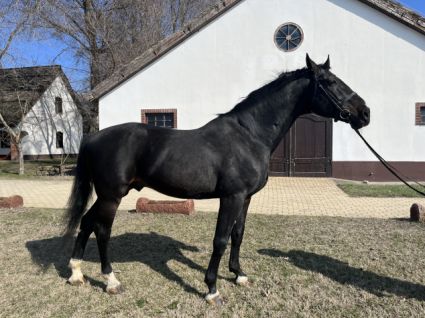 15 �ves n�niusz m�n 