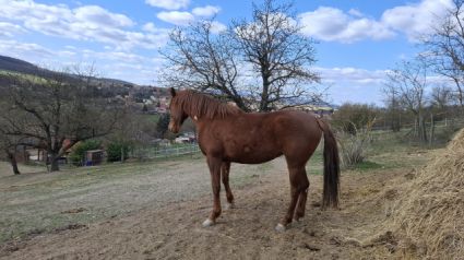 Elad� 8 �ves kisb�ri f�lv�r kanca 