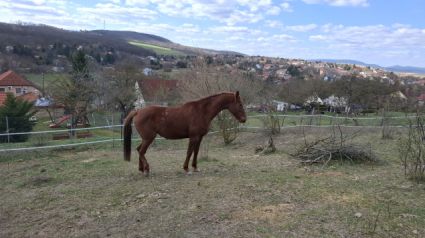 Elad� 8 �ves kisb�ri f�lv�r kanca 