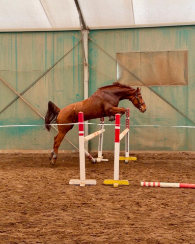 Elad� 5 �ves kisb�ri f�lv�r her�lt 