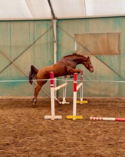 Elad� 5 �ves kisb�ri f�lv�r her�lt 